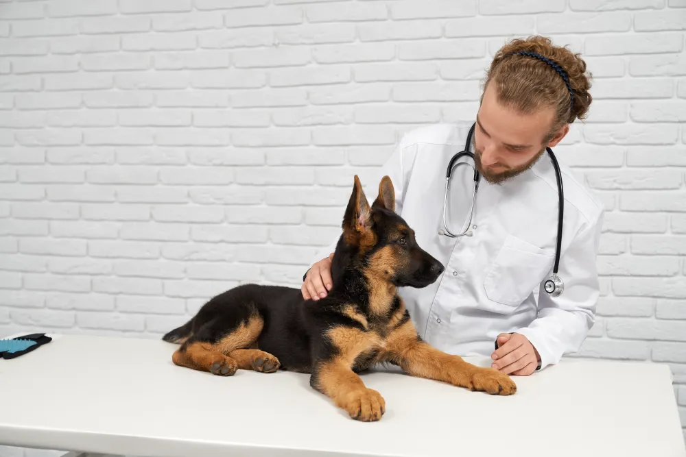 Tierarzt beruhigt einen Schäferhund in der Praxis